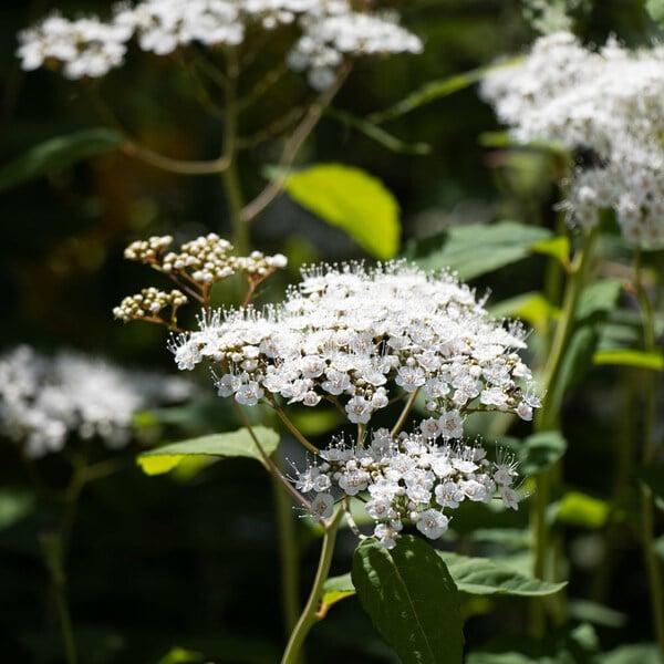 Spirea Japonica Double Play Blue Kazoo - View 20 from www redcrocus com
