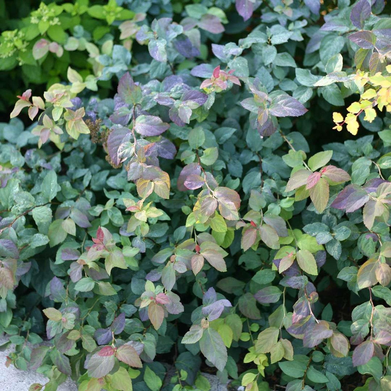 Spirea Japonica Double Play Blue Kazoo - View 2 from www redcrocus com