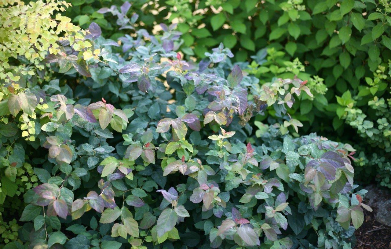 Spirea Japonica Double Play Blue Kazoo - View 3 from www redcrocus com