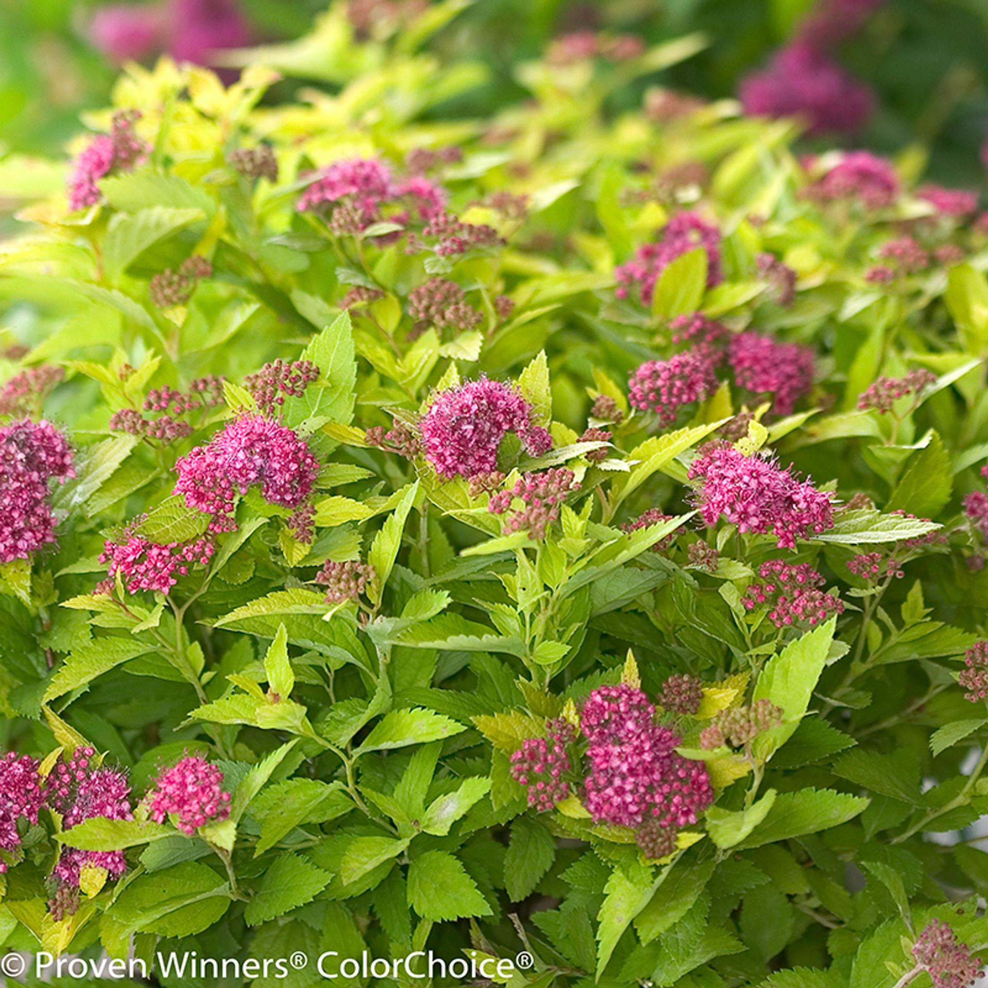 Spirea Japonica Double Play Blue Kazoo - View 4 from www redcrocus com