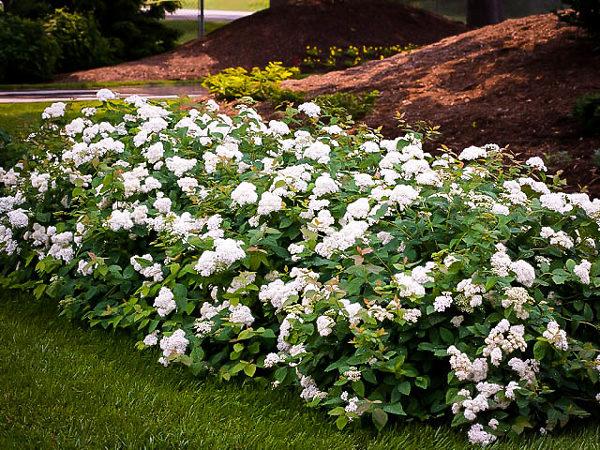 Spirea Japonica Double Play Blue Kazoo - View 7 from www redcrocus com
