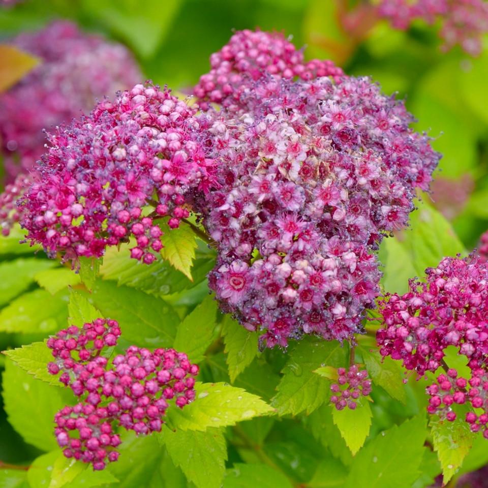 Spirea Japonica Double Play Blue Kazoo - View 9 from www redcrocus com