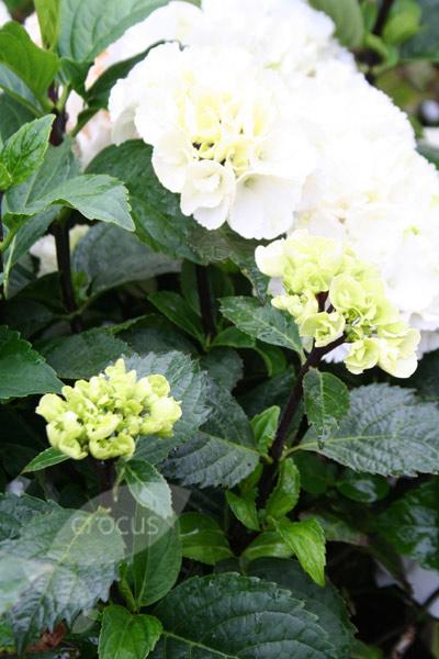 Hydrangea Macrophylla Zebra - View 10 from www redcrocus com