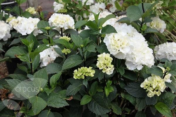 Hydrangea Macrophylla Zebra - View 11 from www redcrocus com