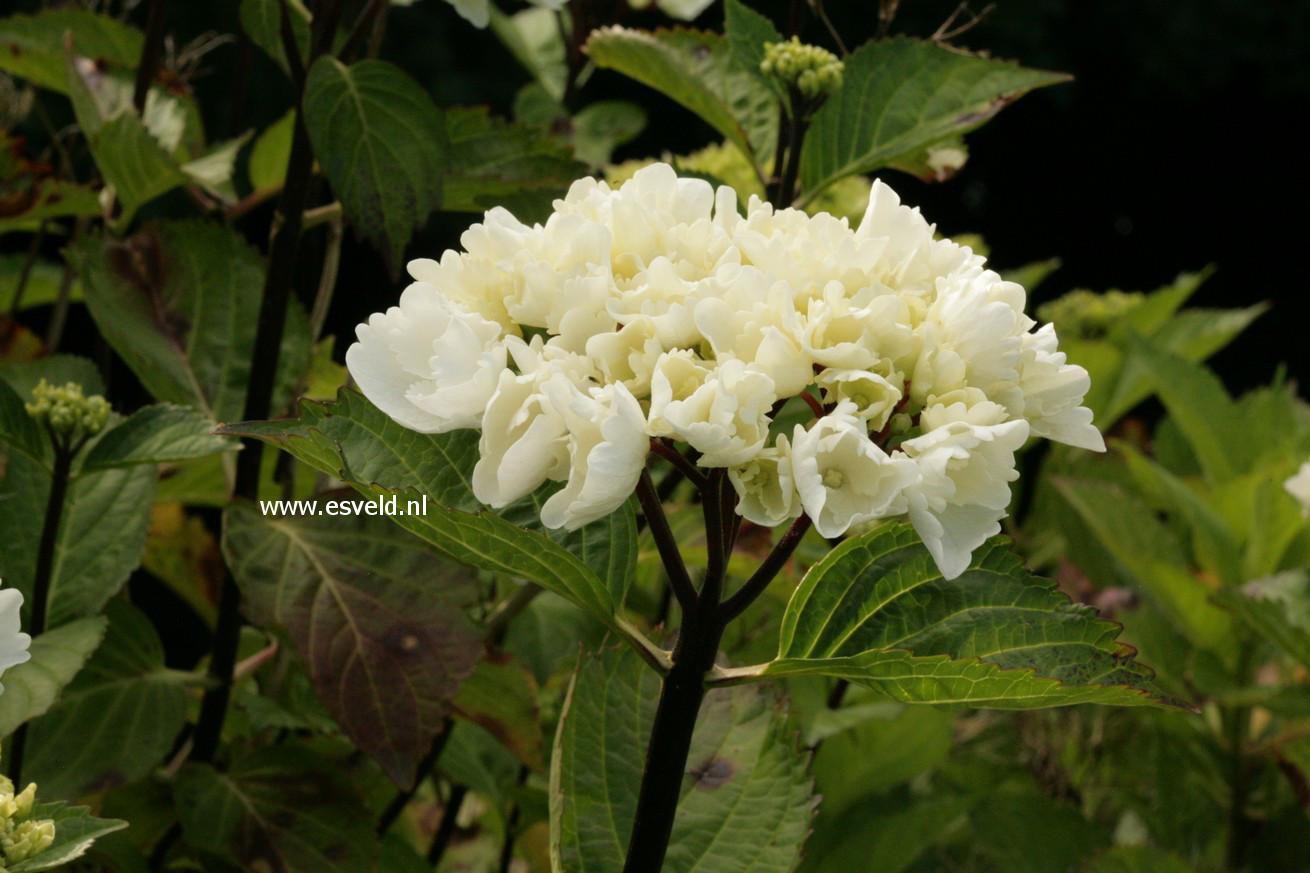 Hydrangea Macrophylla Zebra - View 12 from www redcrocus com
