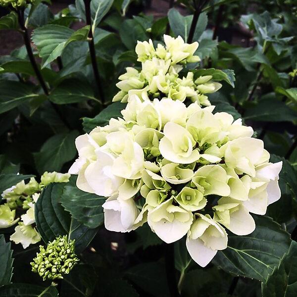 Hydrangea Macrophylla Zebra - View 17 from www redcrocus com