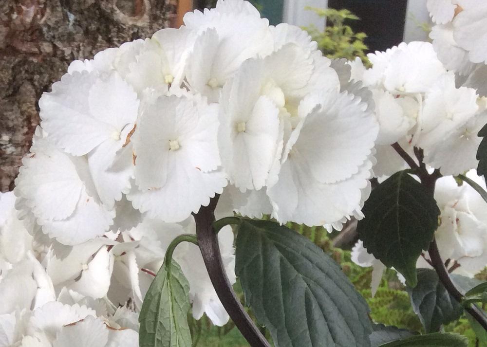 Hydrangea Macrophylla Zebra - View 18 from www redcrocus com