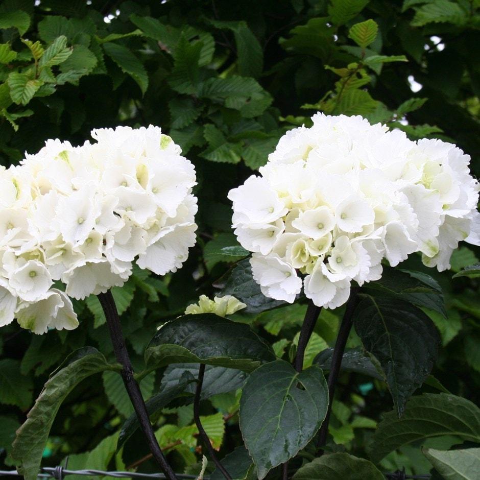 Hydrangea Macrophylla Zebra - View 1 from www redcrocus com