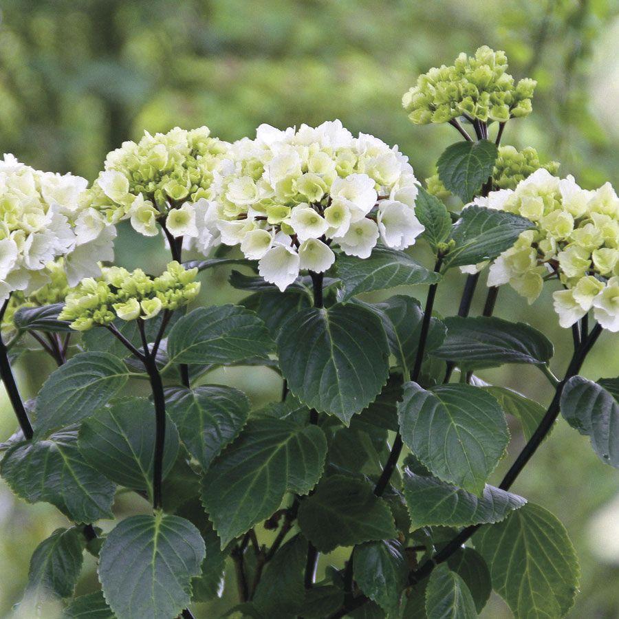 Hydrangea Macrophylla Zebra - View 2 from www redcrocus com