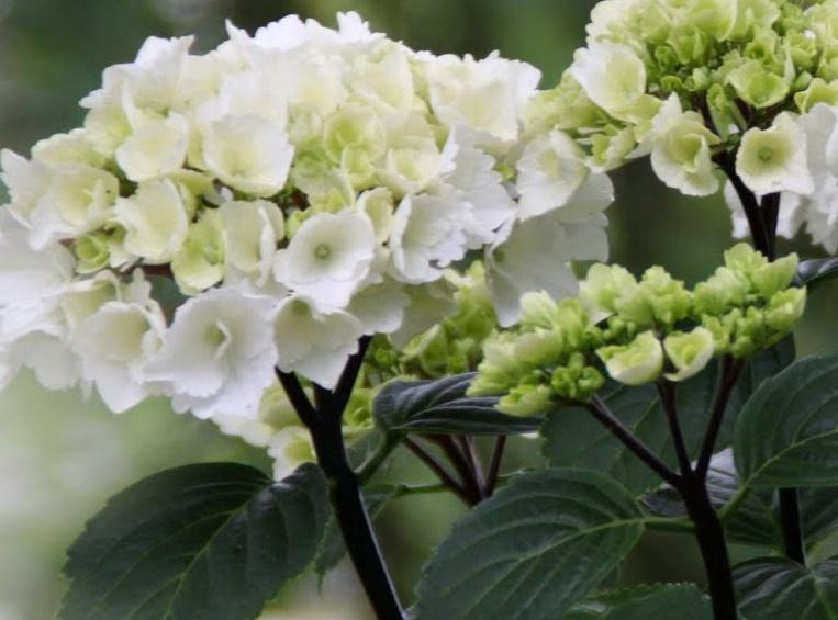 Hydrangea Macrophylla Zebra - View 4 from www redcrocus com