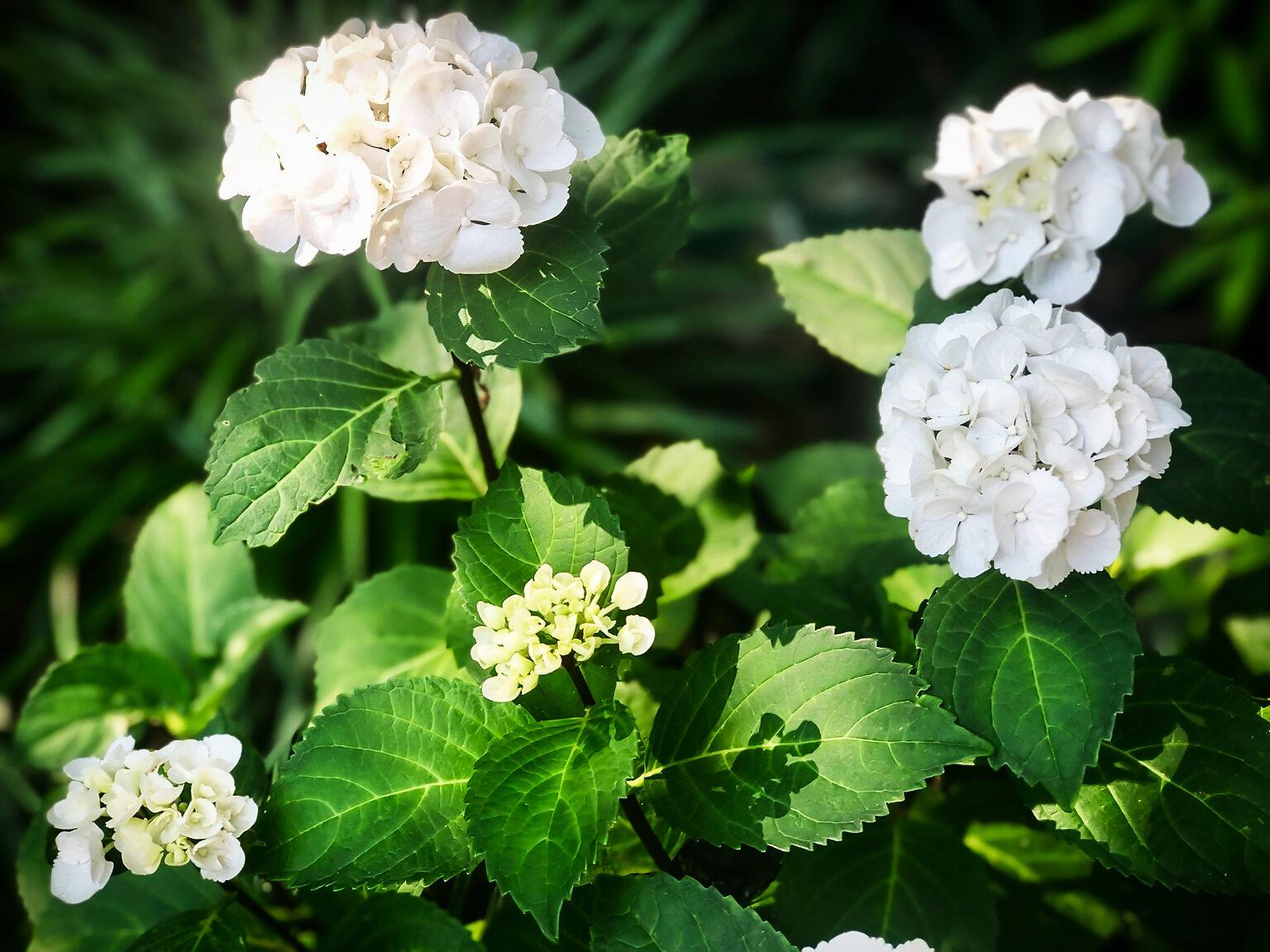 Hydrangea Macrophylla Zebra - View 5 from www redcrocus com