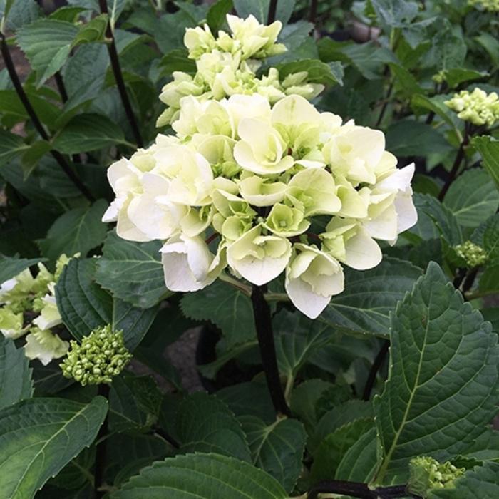 Hydrangea Macrophylla Zebra - View 6 from www redcrocus com