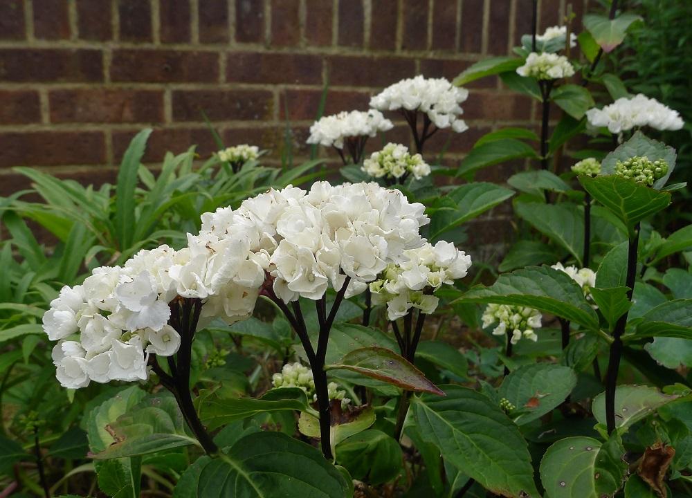 Hydrangea Macrophylla Zebra - View 8 from www redcrocus com