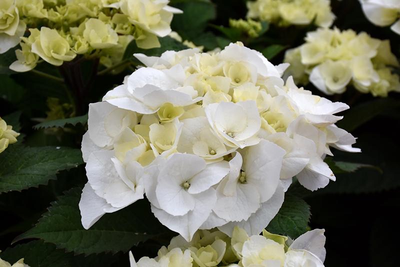 Hydrangea Macrophylla Zebra - View 9 from www redcrocus com