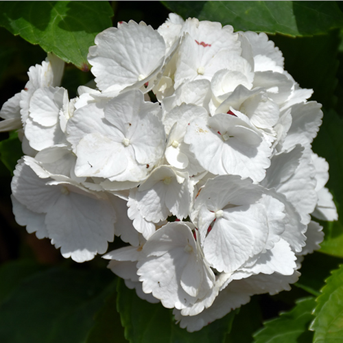 Hydrangea Macrophylla Zebra - View 9 from www redcrocus com