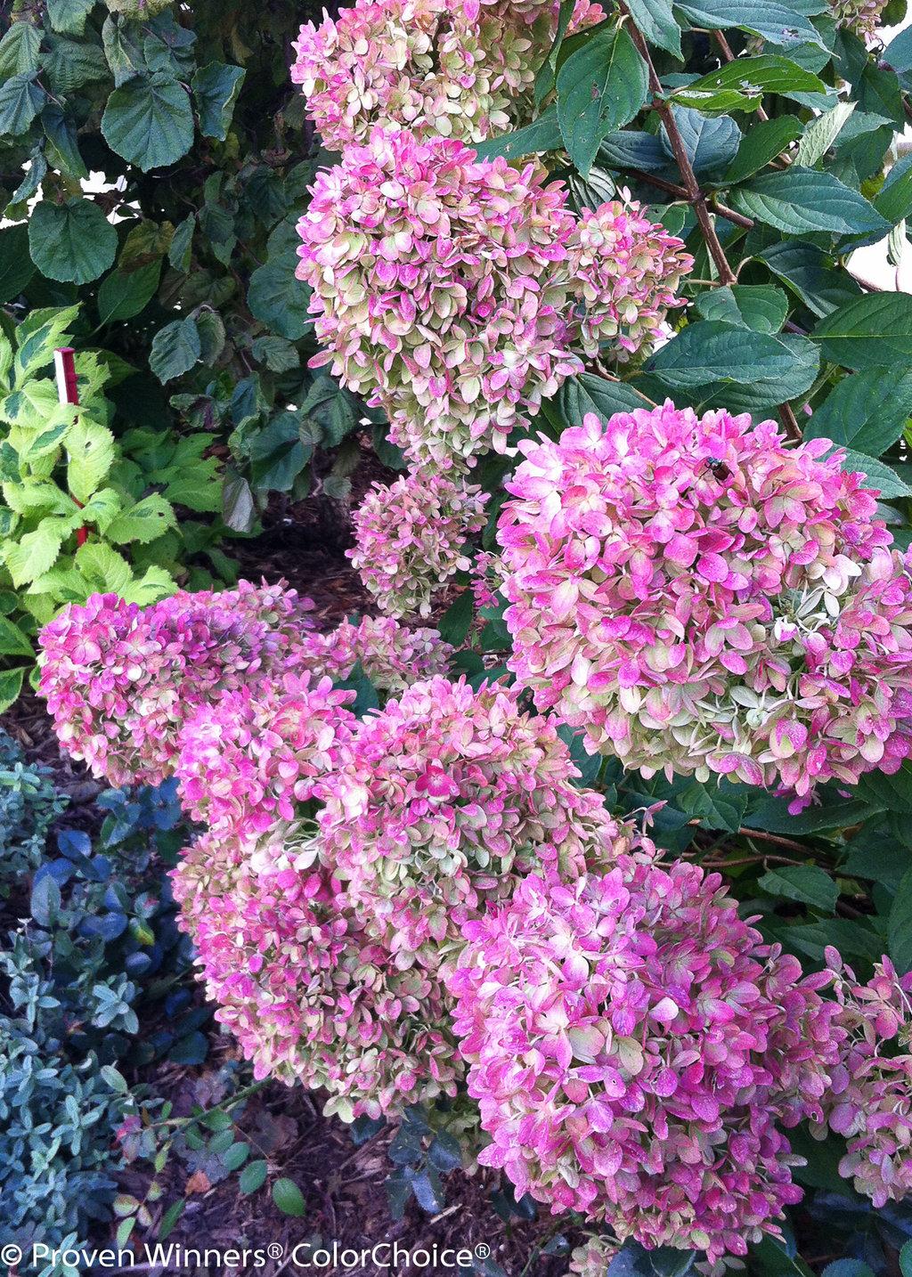 Hydrangea Paniculata Little Lime - View 11 from www redcrocus com