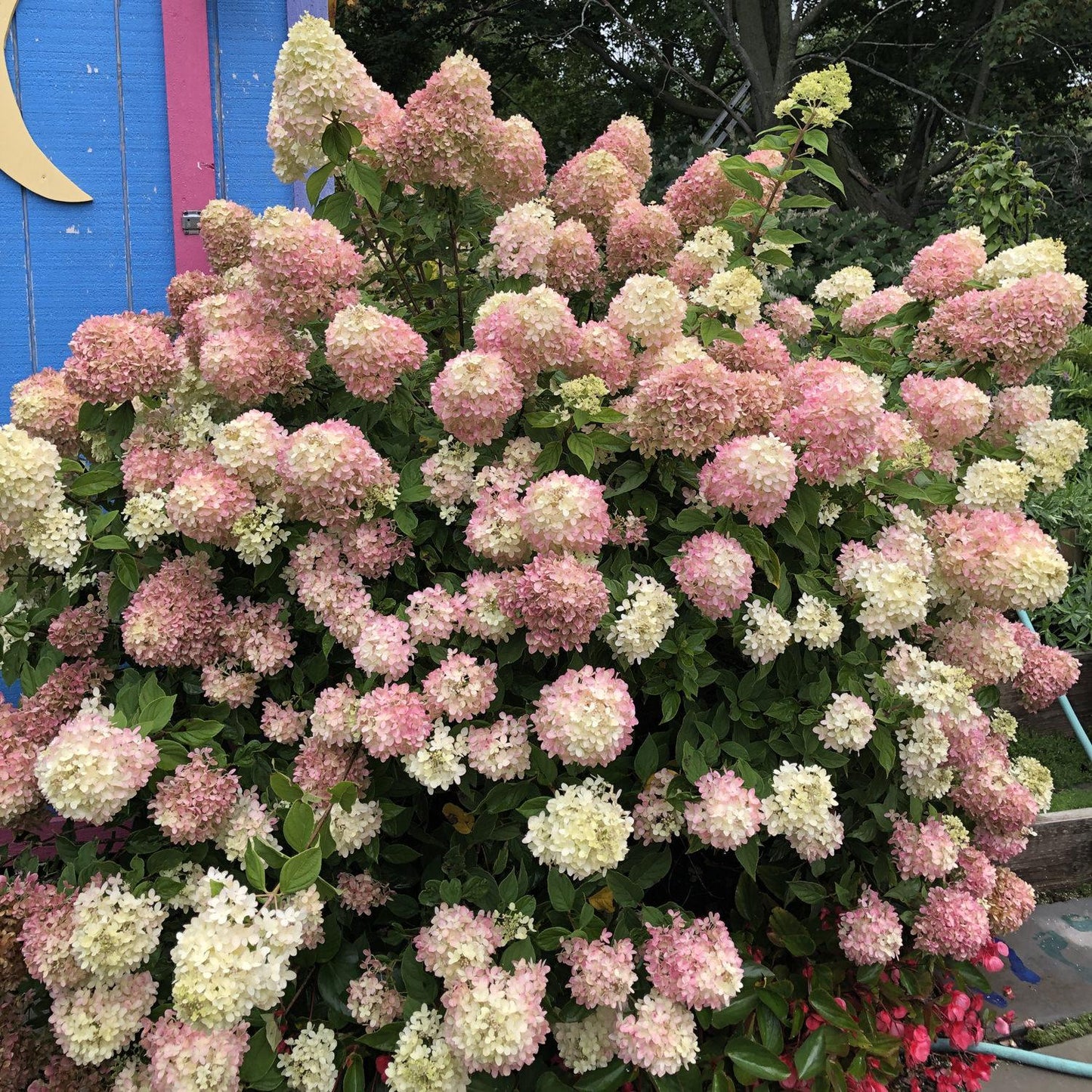 Hydrangea Paniculata Little Lime - View 12 from www redcrocus com