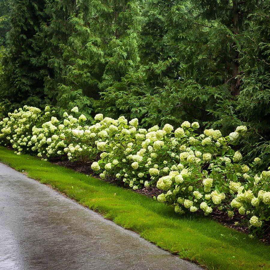 Hydrangea Paniculata Little Lime - View 14 from www redcrocus com