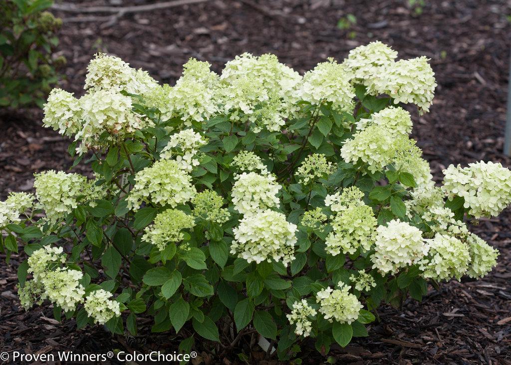 Hydrangea Paniculata Little Lime - View 17 from www redcrocus com