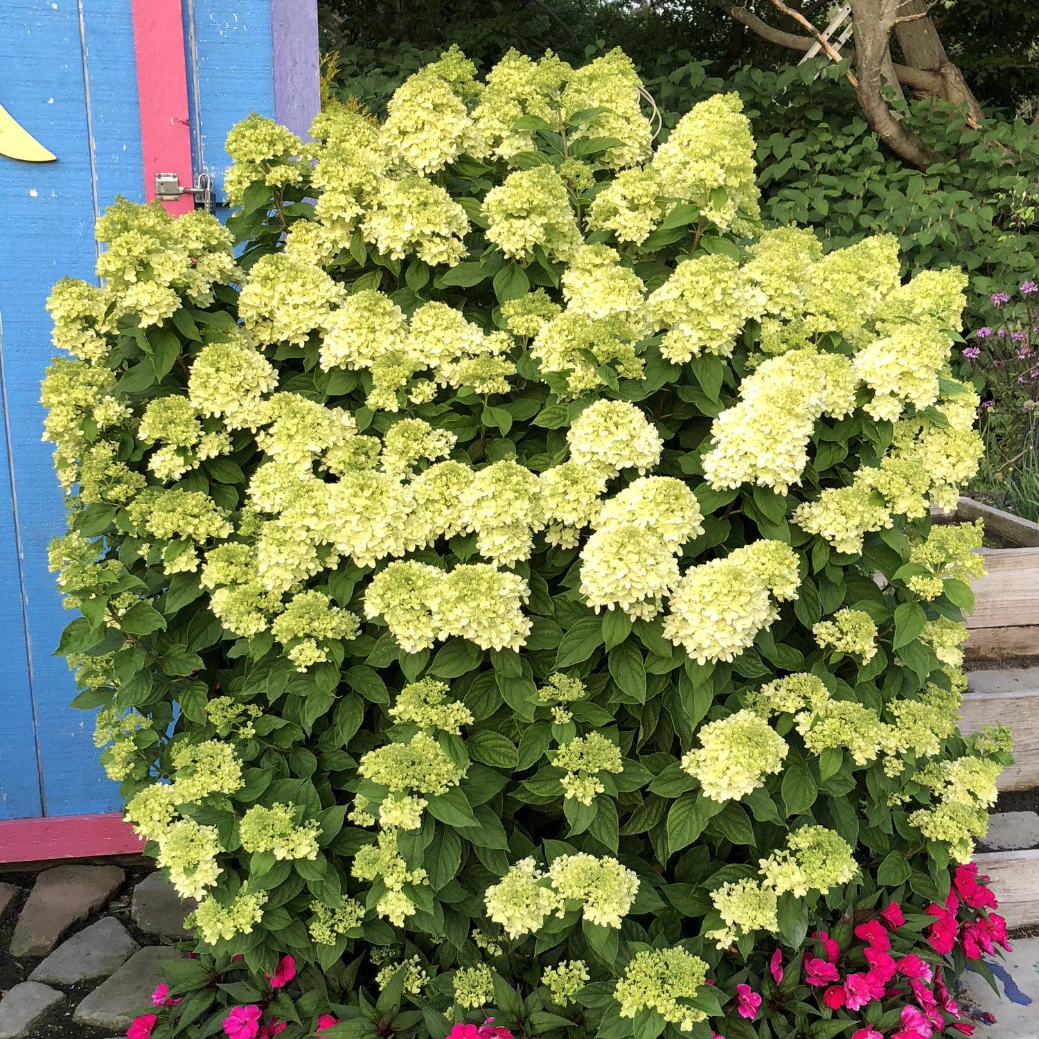 Hydrangea Paniculata Little Lime - View 18 from www redcrocus com