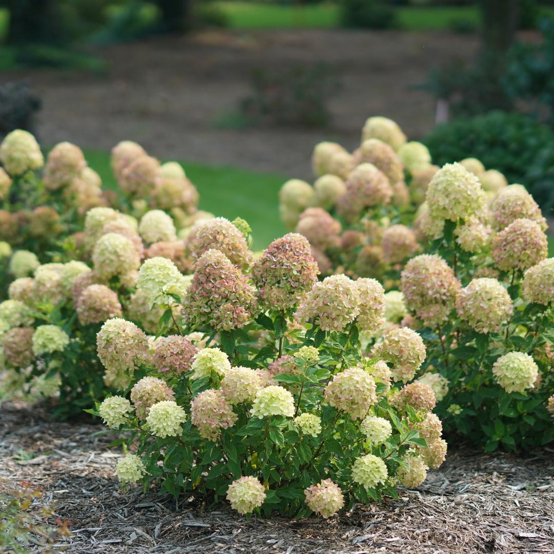 Hydrangea Paniculata Little Lime - View 19 from www redcrocus com
