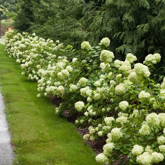 Hydrangea Paniculata Little Lime - View 1 from www redcrocus com