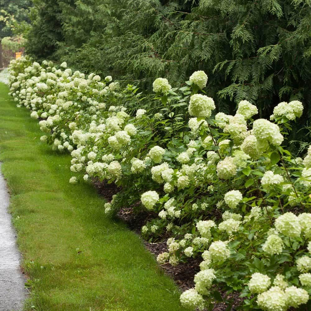 Hydrangea Paniculata Little Lime - View 1 from www redcrocus com