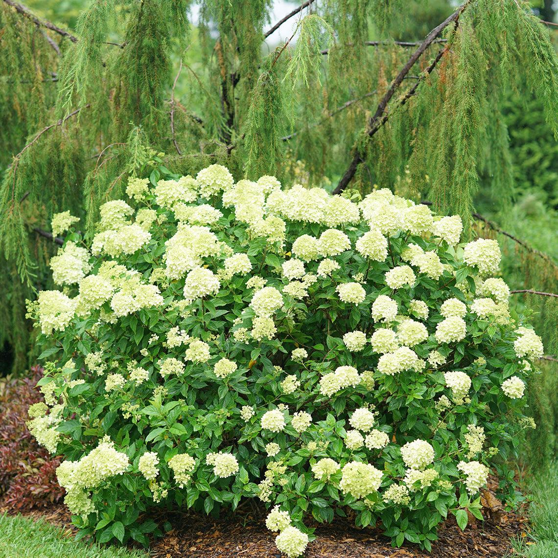 Hydrangea Paniculata Little Lime - View 3 from www redcrocus com