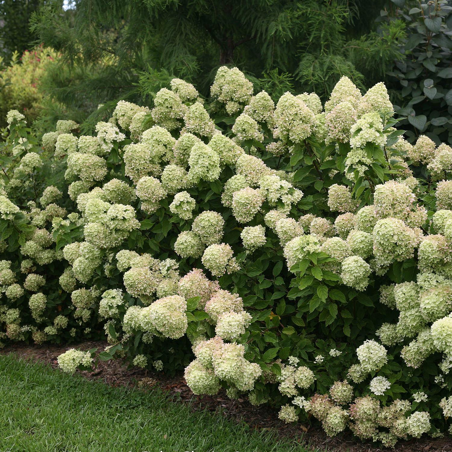 Hydrangea Paniculata Little Lime - View 6 from www redcrocus com