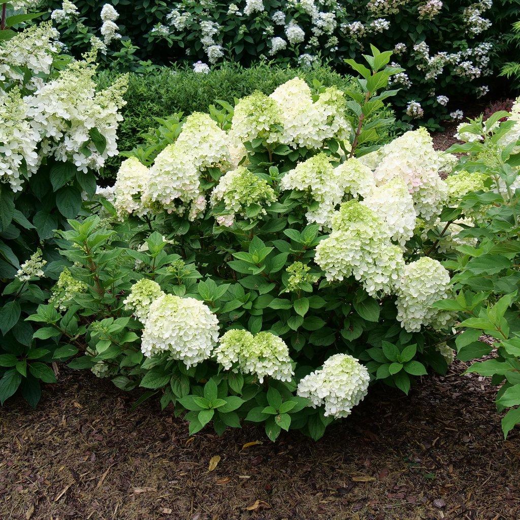 Hydrangea Paniculata Little Lime - View 8 from www redcrocus com