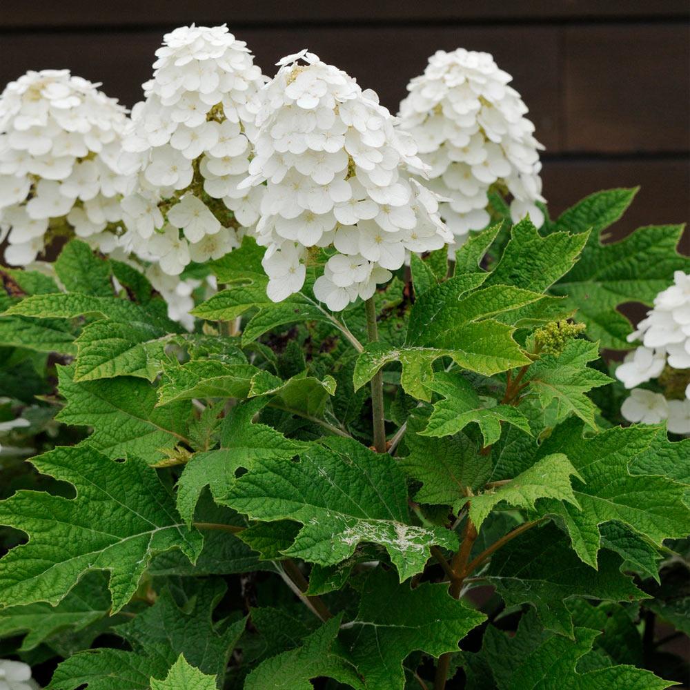 Hydrangea Quercifolia Alice - View 14 from www redcrocus com