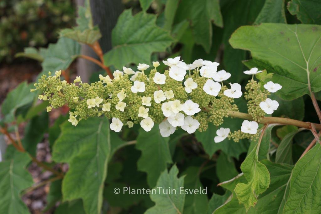 Hydrangea Quercifolia Alice - View 16 from www redcrocus com