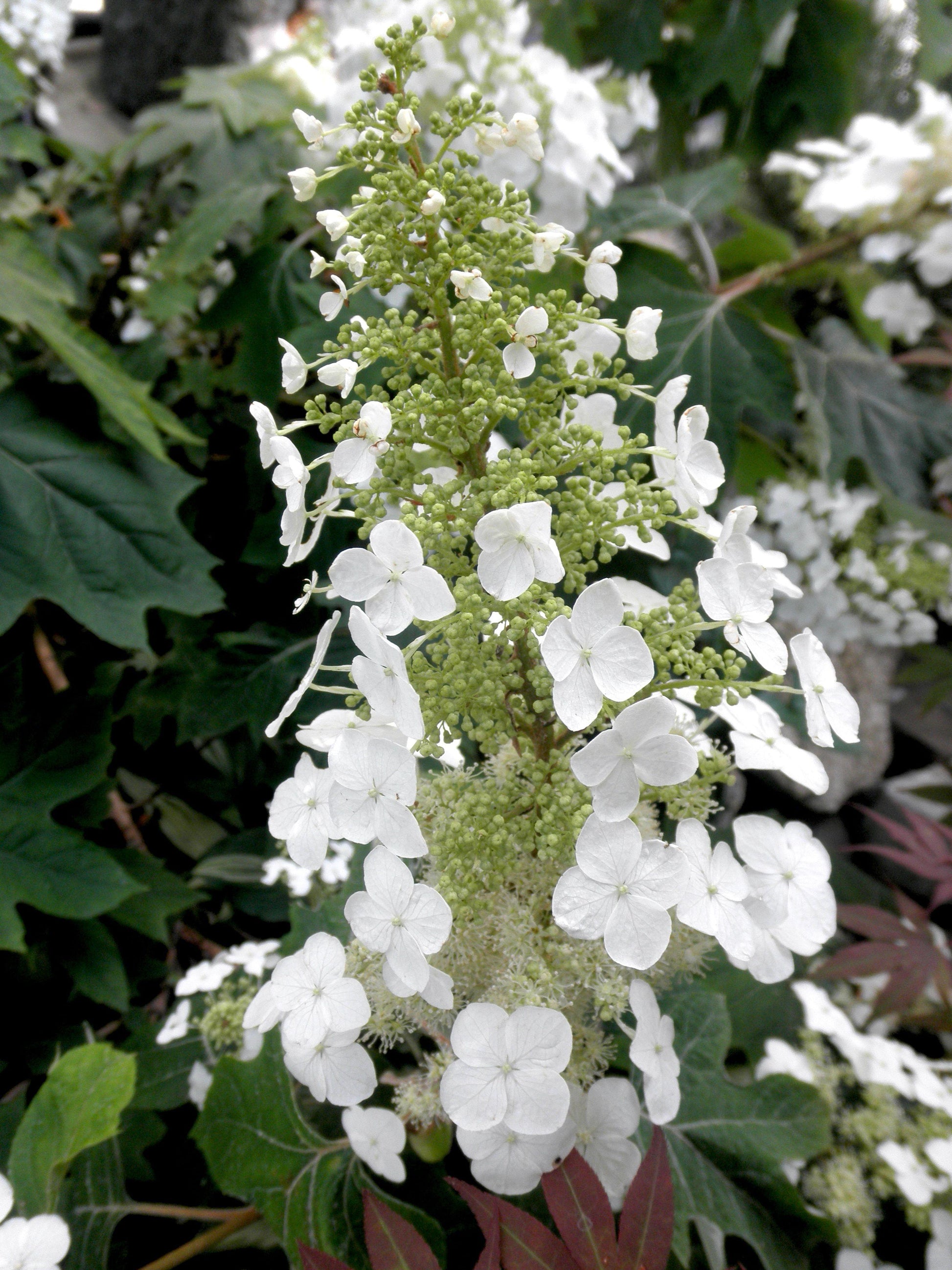 Hydrangea Quercifolia Alice - View 8 from www redcrocus com