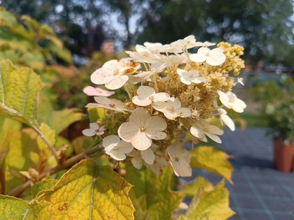 Hydrangea Quercifolia Alice - View 9 from www redcrocus com