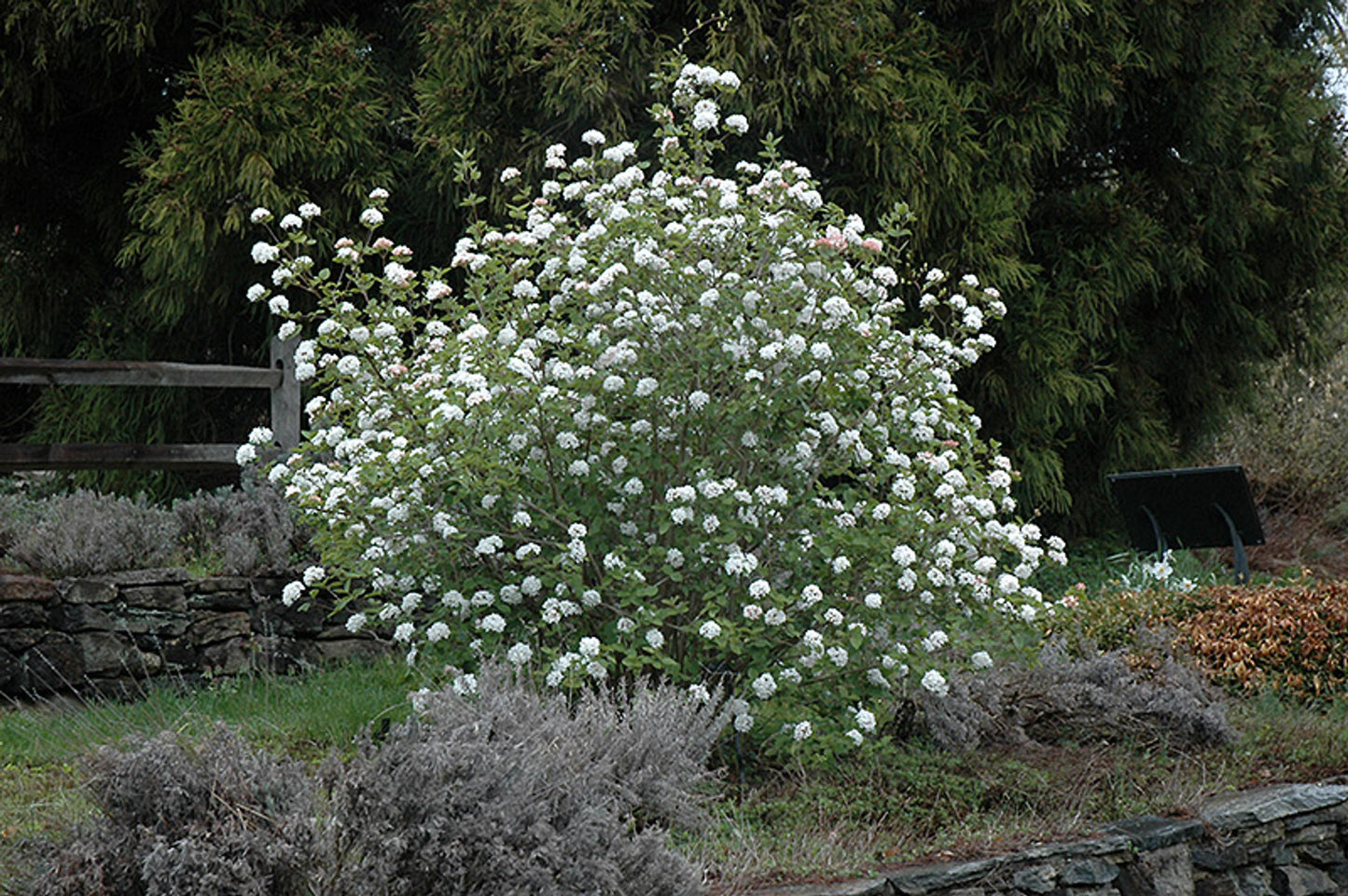 Viburnum Carlesii - View 13 from www redcrocus com