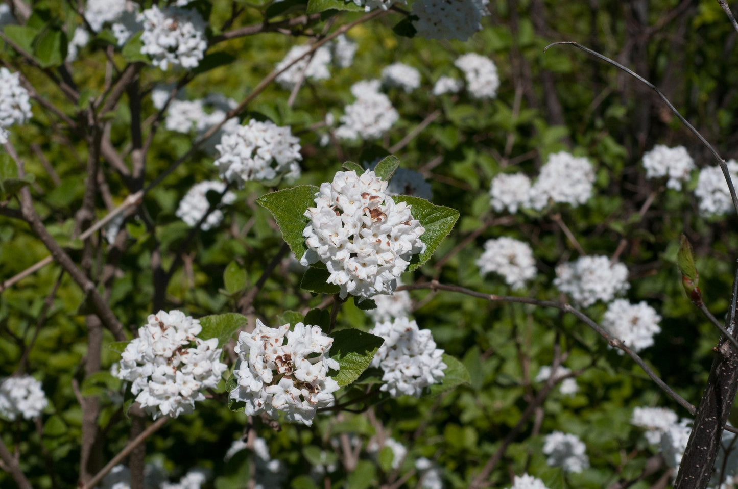 Viburnum Carlesii - View 15 from www redcrocus com
