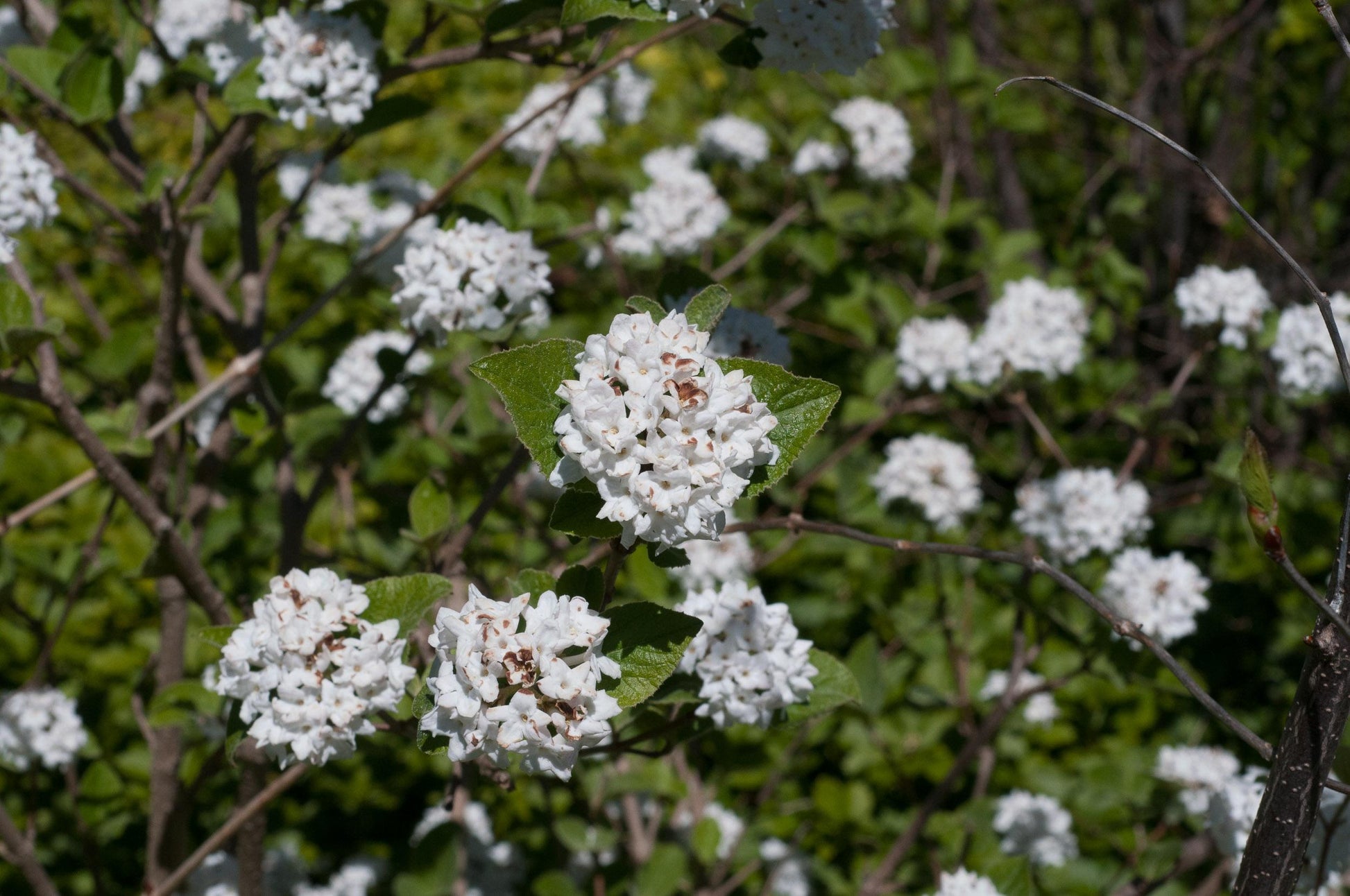 Viburnum Carlesii - View 15 from www redcrocus com