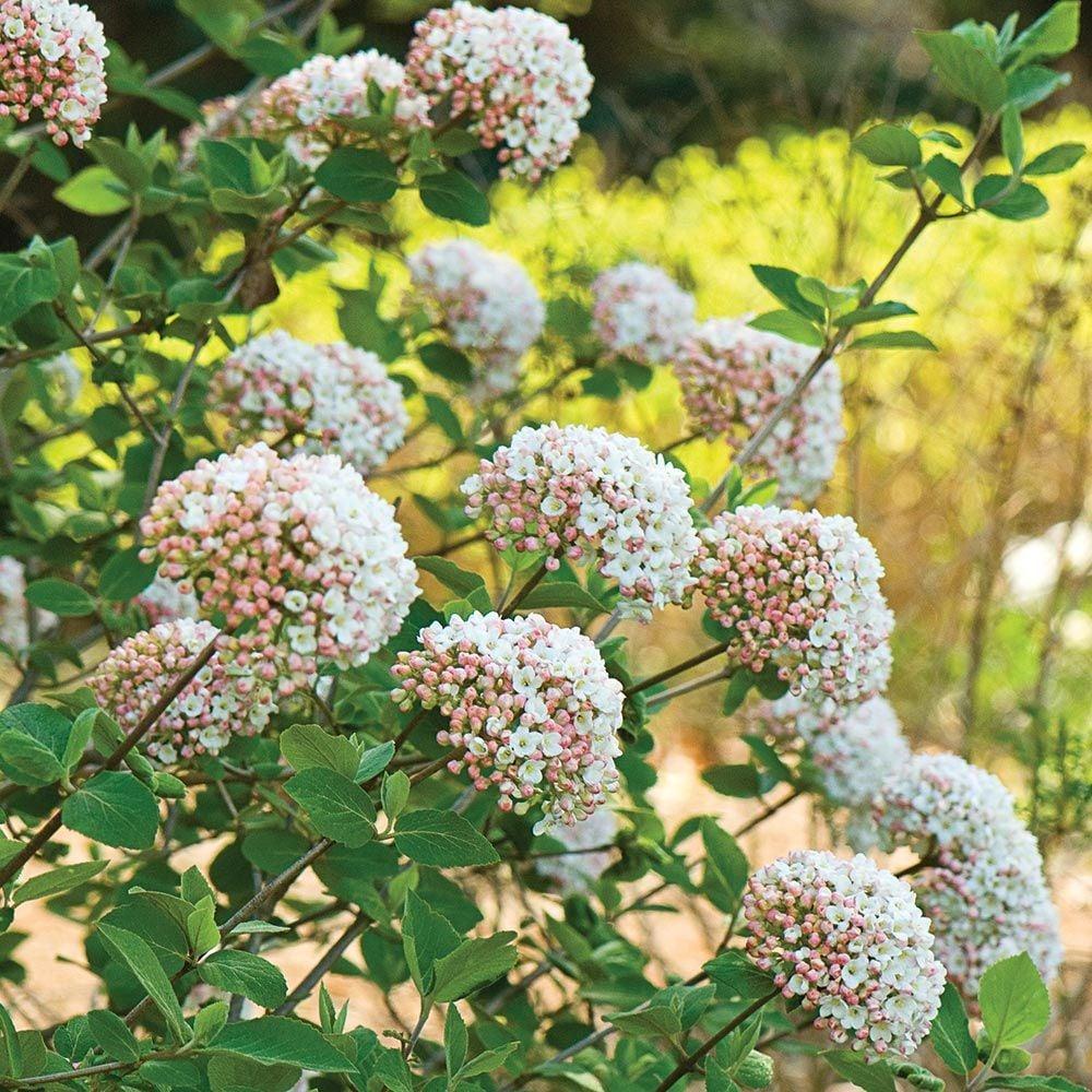 Viburnum Carlesii - View 1 from www redcrocus com