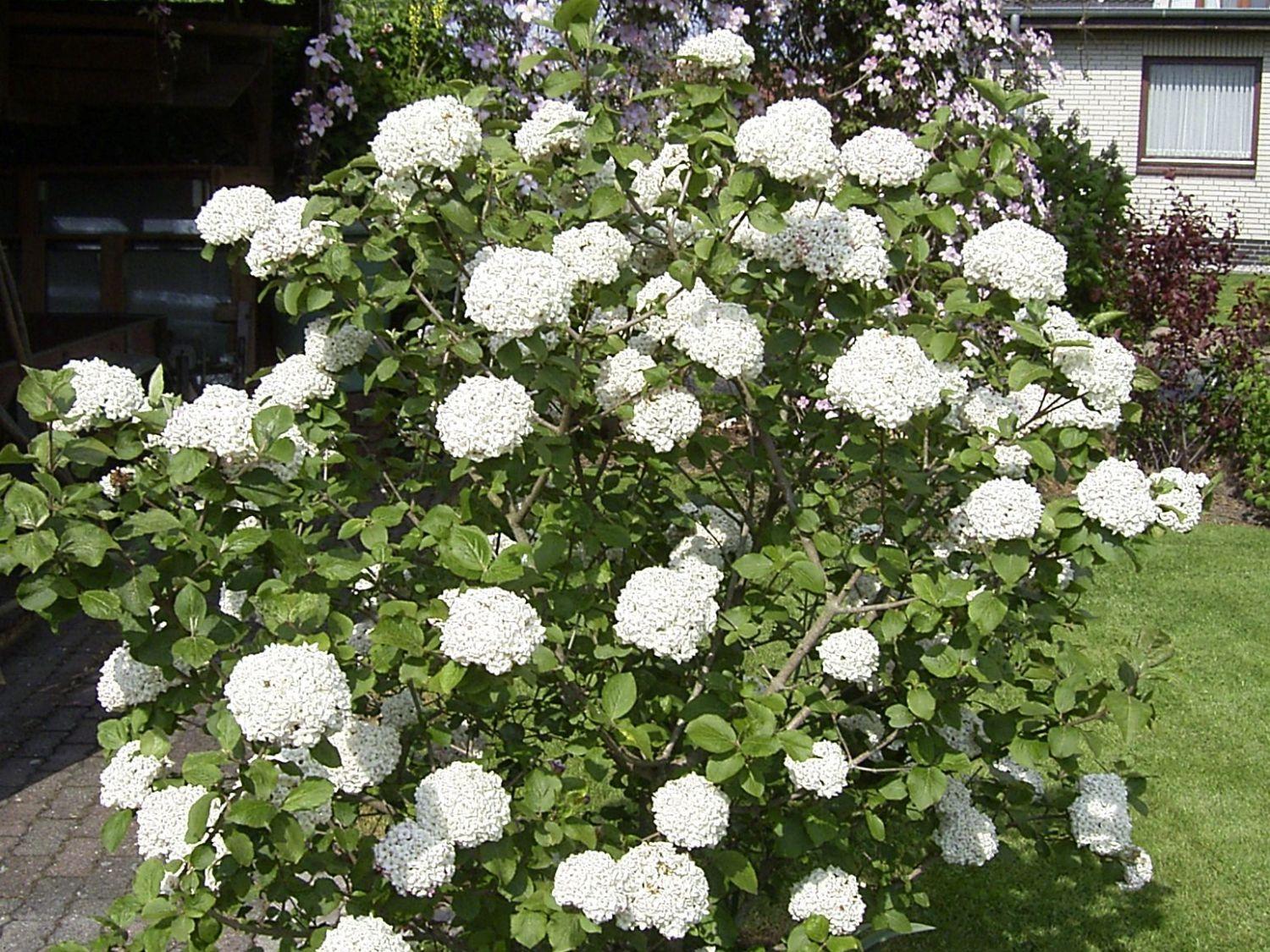 Viburnum Carlesii - View 20 from www redcrocus com