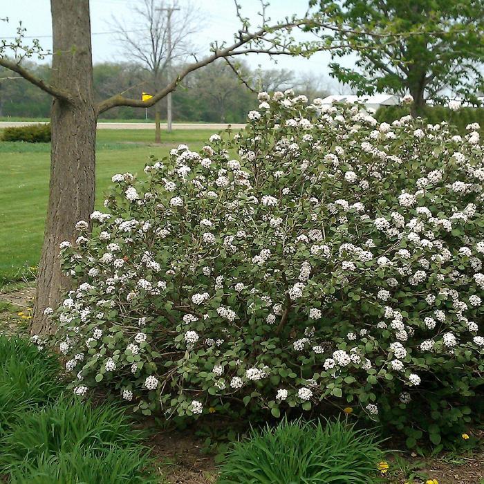 Viburnum Carlesii - View 21 from www redcrocus com