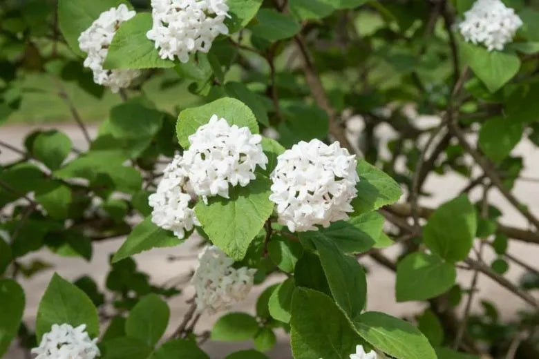 Viburnum Carlesii - View 21 from www redcrocus com