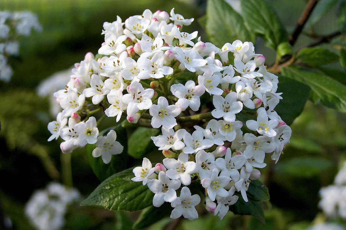 Viburnum Carlesii - View 2 from www redcrocus com