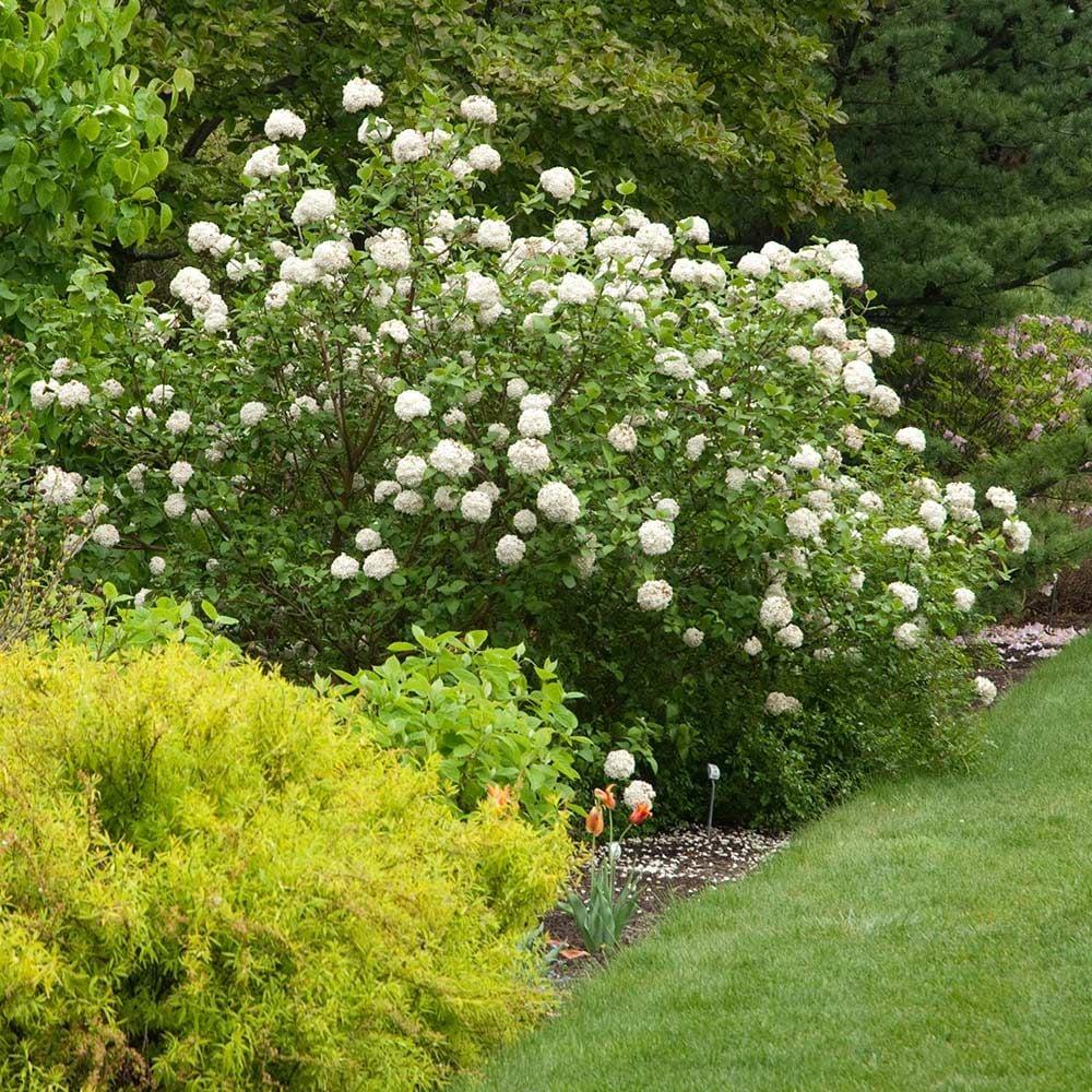 Viburnum Carlesii - View 3 from www redcrocus com
