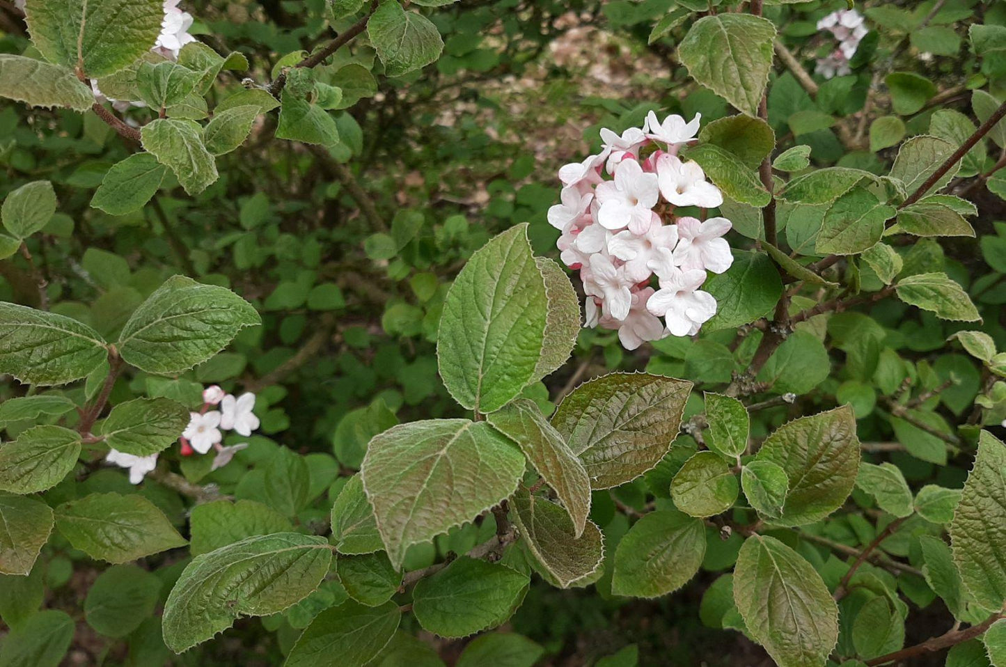 Viburnum Carlesii - View 4 from www redcrocus com
