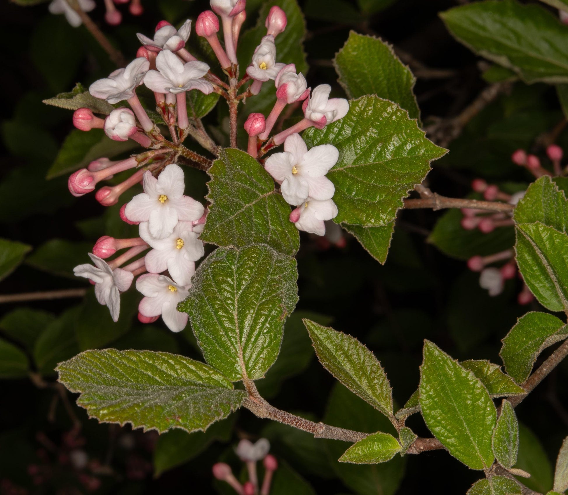 Viburnum Carlesii - View 5 from www redcrocus com
