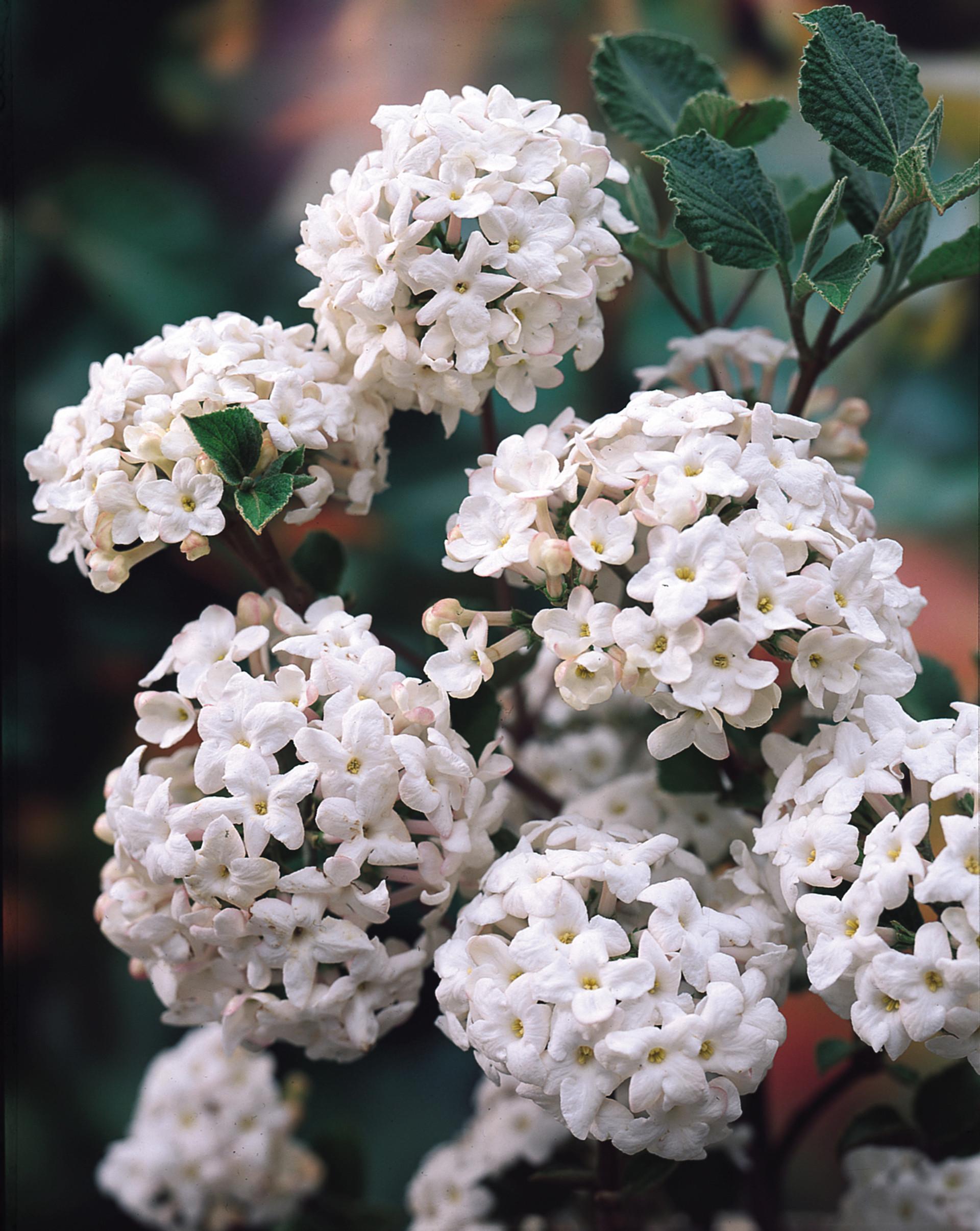 Viburnum Carlesii - View 6 from www redcrocus com