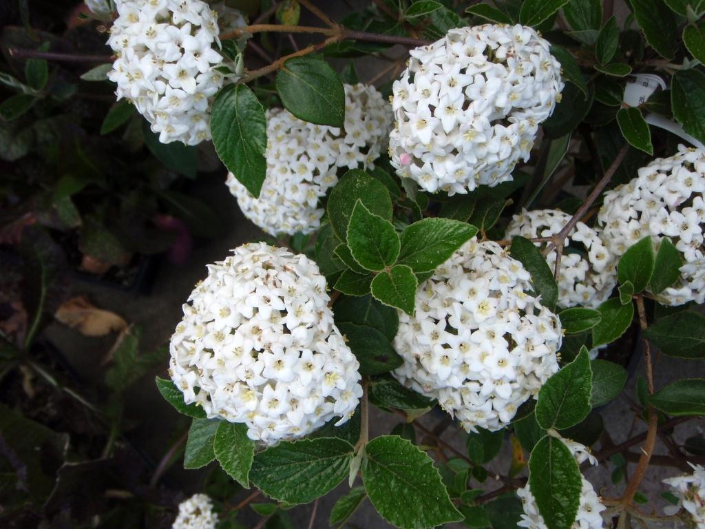 Viburnum Carlesii - View 7 from www redcrocus com