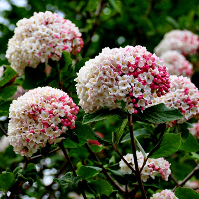 Viburnum Carlesii - View 7 from www redcrocus com