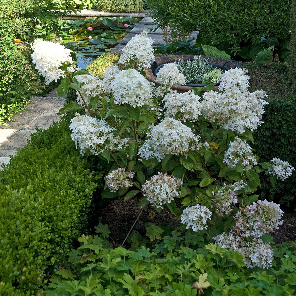 Hydrangea Paniculata 'phantom' - View 12 from www redcrocus com