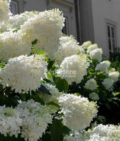Hydrangea Paniculata 'phantom' - View 13 from www redcrocus com